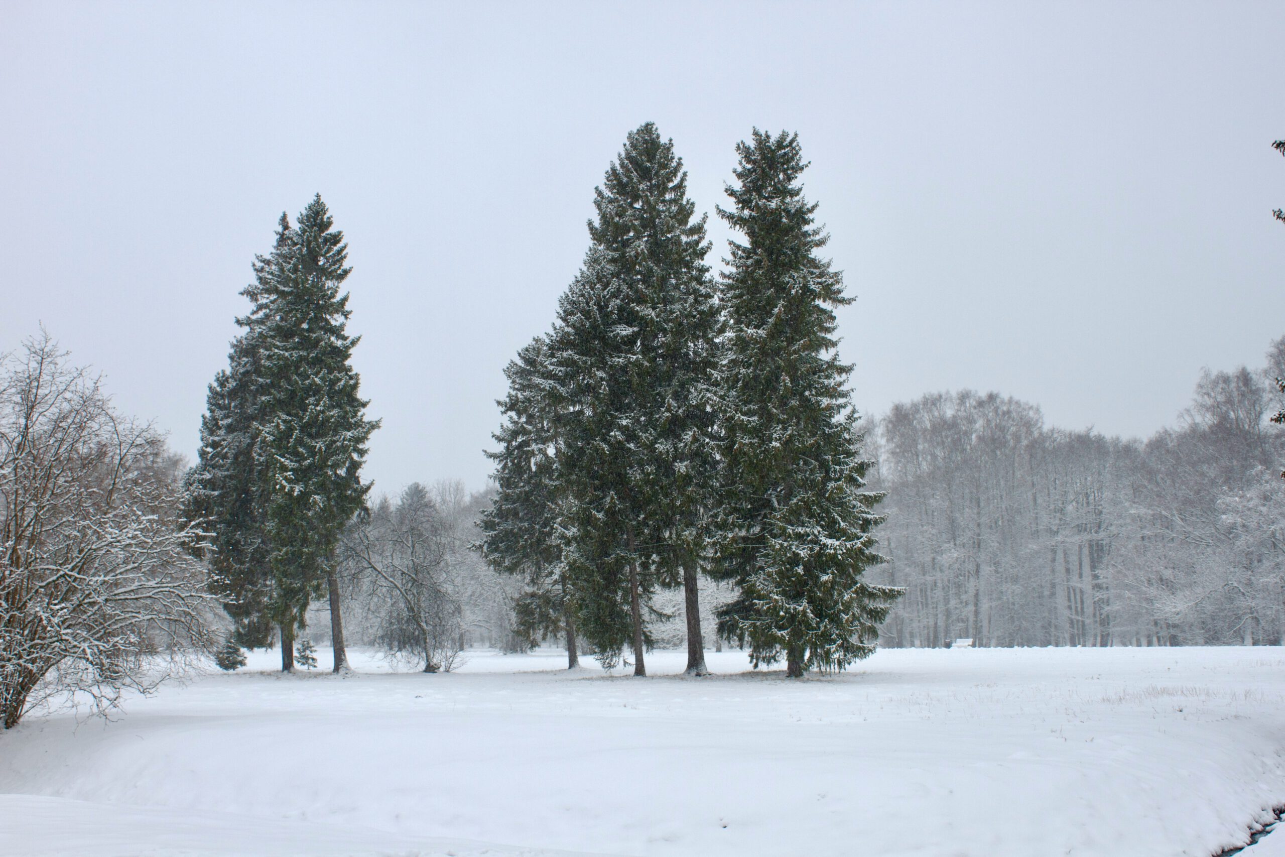 Nadelbäume in verschneiter Landschaft