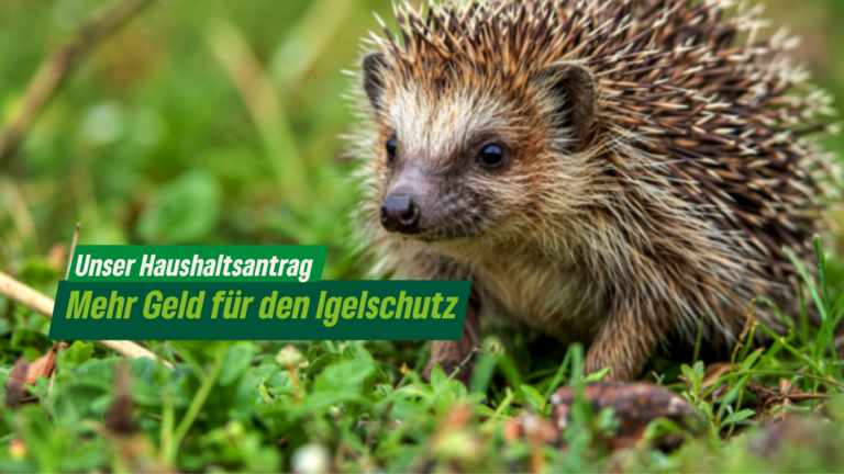 Mehr Geld für den Igelschutz